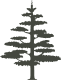 Blue Cedar logo
